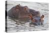 Hippos Swim Beside Each Other, Ngorongoro Conservation Area, Tanzania-James Heupel-Stretched Canvas