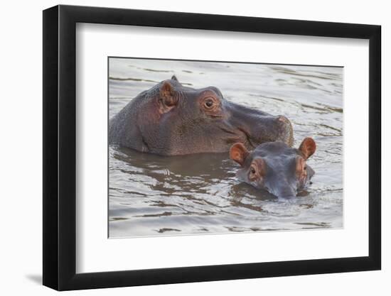 Hippos Swim Beside Each Other, Ngorongoro Conservation Area, Tanzania-James Heupel-Framed Premium Photographic Print