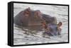 Hippos Swim Beside Each Other, Ngorongoro Conservation Area, Tanzania-James Heupel-Framed Stretched Canvas