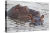 Hippos Swim Beside Each Other, Ngorongoro Conservation Area, Tanzania-James Heupel-Stretched Canvas