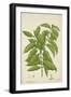 Hiptage Benghalensis Kurz, 1800-10-null-Framed Giclee Print