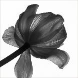 The Quiet Japanese Lilly, 2006-Hiroyuki Arakawa-Photographic Print