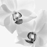 Lily Of Secrets, 2008-Hiroyuki Arakawa-Photographic Print