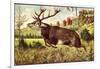 Hirsch, Springender Hirsch Am Wald, Tannenbäumchen-null-Framed Giclee Print