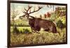 Hirsch, Springender Hirsch Am Wald, Tannenbäumchen-null-Framed Giclee Print