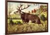 Hirsch, Springender Hirsch Am Wald, Tannenbäumchen-null-Framed Giclee Print