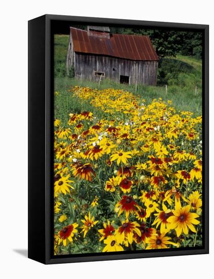 Hirta Daisy and Barn, Waits River, Vermont, USA-Darrell Gulin-Framed Stretched Canvas