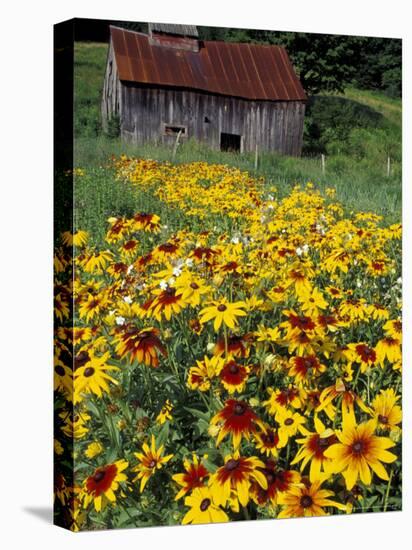 Hirta Daisy and Barn, Waits River, Vermont, USA-Darrell Gulin-Stretched Canvas