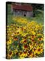 Hirta Daisy and Barn, Waits River, Vermont, USA-Darrell Gulin-Stretched Canvas