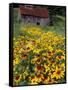 Hirta Daisy and Barn, Waits River, Vermont, USA-Darrell Gulin-Framed Stretched Canvas