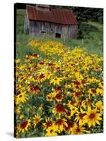 Hirta Daisy and Barn, Waits River, Vermont, USA-Darrell Gulin-Stretched Canvas