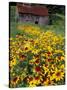 Hirta Daisy and Barn, Waits River, Vermont, USA-Darrell Gulin-Stretched Canvas