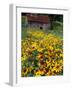 Hirta Daisy and Barn, Waits River, Vermont, USA-Darrell Gulin-Framed Photographic Print