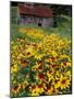 Hirta Daisy and Barn, Waits River, Vermont, USA-Darrell Gulin-Mounted Photographic Print