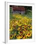 Hirta Daisy and Barn, Waits River, Vermont, USA-Darrell Gulin-Framed Photographic Print