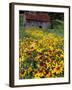 Hirta Daisy and Barn, Waits River, Vermont, USA-Darrell Gulin-Framed Photographic Print