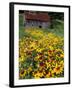 Hirta Daisy and Barn, Waits River, Vermont, USA-Darrell Gulin-Framed Photographic Print