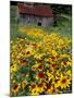 Hirta Daisy and Barn, Waits River, Vermont, USA-Darrell Gulin-Mounted Photographic Print