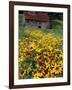 Hirta Daisy and Barn, Waits River, Vermont, USA-Darrell Gulin-Framed Photographic Print