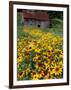 Hirta Daisy and Barn, Waits River, Vermont, USA-Darrell Gulin-Framed Photographic Print