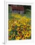 Hirta Daisy and Barn, Waits River, Vermont, USA-Darrell Gulin-Framed Photographic Print