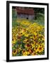 Hirta Daisy and Barn, Waits River, Vermont, USA-Darrell Gulin-Framed Photographic Print