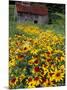 Hirta Daisy and Barn, Waits River, Vermont, USA-Darrell Gulin-Mounted Photographic Print