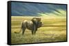 His Domain Lion-Jeremy Paul-Framed Stretched Canvas