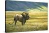 His Domain Lion-Jeremy Paul-Stretched Canvas