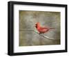 His Red Glory Cardinal-Jai Johnson-Framed Giclee Print