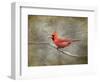 His Red Glory Cardinal-Jai Johnson-Framed Giclee Print