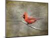 His Red Glory Cardinal-Jai Johnson-Mounted Giclee Print