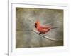 His Red Glory Cardinal-Jai Johnson-Framed Giclee Print