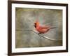 His Red Glory Cardinal-Jai Johnson-Framed Giclee Print