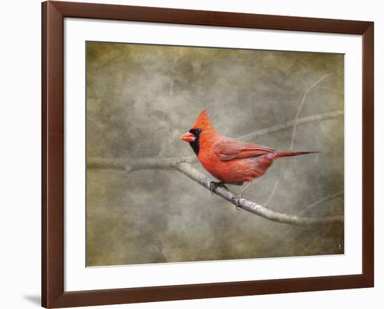 His Red Glory Cardinal-Jai Johnson-Framed Giclee Print