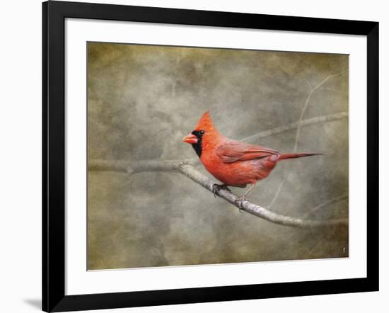 His Red Glory Cardinal-Jai Johnson-Framed Giclee Print