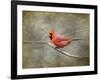 His Red Glory Cardinal-Jai Johnson-Framed Giclee Print