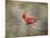 His Red Glory Cardinal-Jai Johnson-Mounted Giclee Print