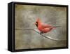 His Red Glory Cardinal-Jai Johnson-Framed Stretched Canvas