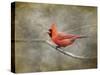 His Red Glory Cardinal-Jai Johnson-Stretched Canvas