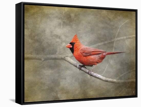 His Red Glory Cardinal-Jai Johnson-Framed Stretched Canvas