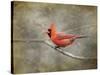 His Red Glory Cardinal-Jai Johnson-Stretched Canvas