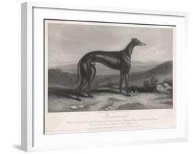 His Small Head and Deep Chest Make This Oddly-Named Dog a Champion-null-Framed Art Print