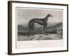 His Small Head and Deep Chest Make This Oddly-Named Dog a Champion-null-Framed Art Print