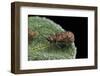 Hispa Testacea (Leaf Beetle)-Paul Starosta-Framed Photographic Print