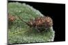 Hispa Testacea (Leaf Beetle)-Paul Starosta-Mounted Photographic Print