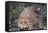 Hispid Frogfish (Antennarius Hispidus)-Reinhard Dirscherl-Framed Stretched Canvas