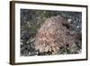 Hispid Frogfish (Antennarius Hispidus)-Reinhard Dirscherl-Framed Photographic Print