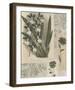 Histoire Du Orchid VI-Carney-Framed Giclee Print