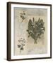 Histoire Du Orchid VII-Carney-Framed Giclee Print